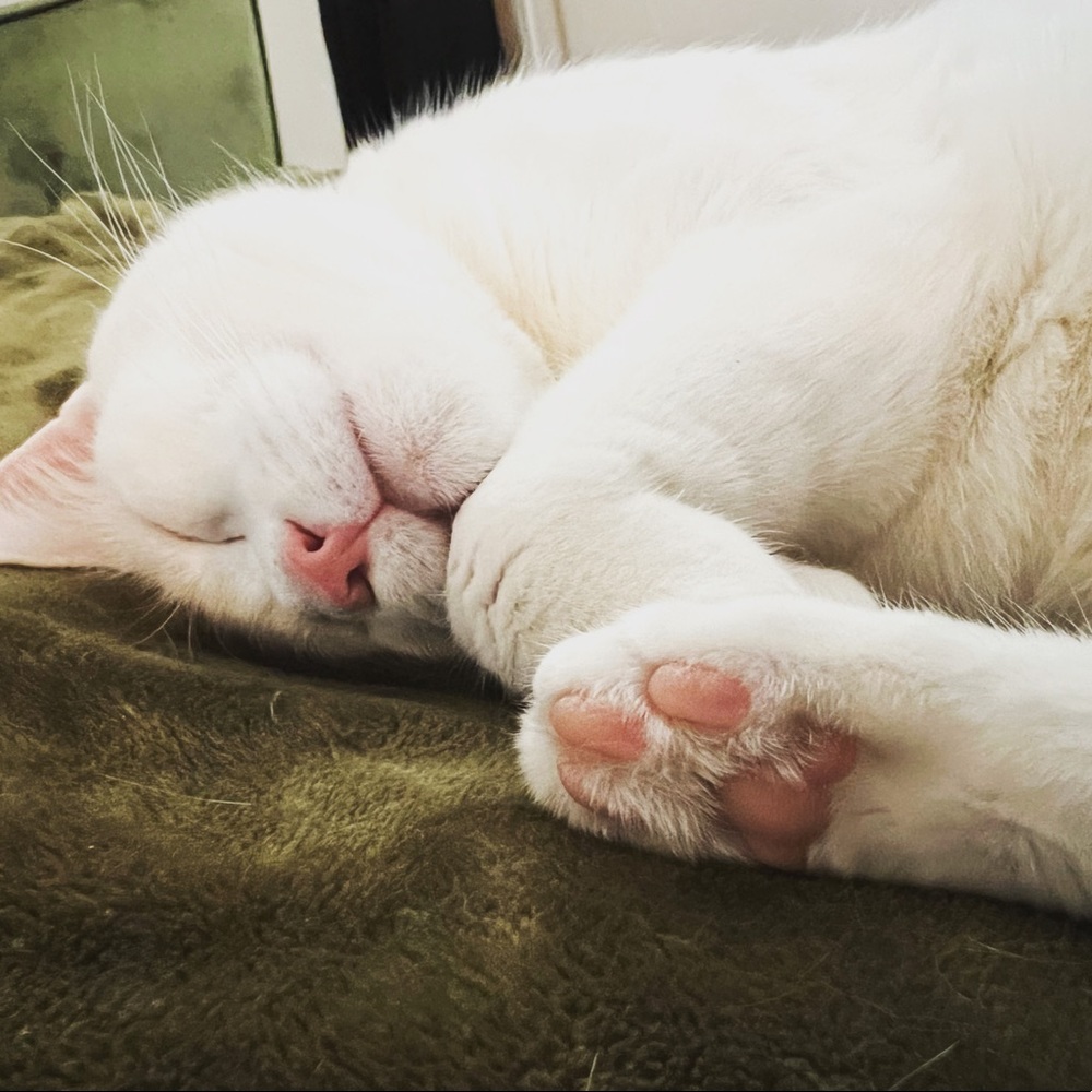 Meet your Posher, Misty